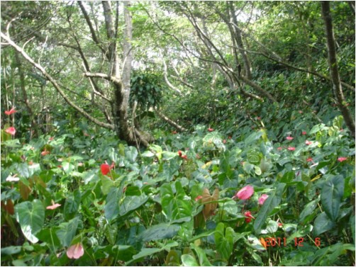 Anthurium Forest