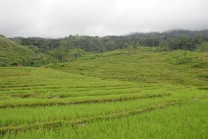 Bundaan Rice Terraces
