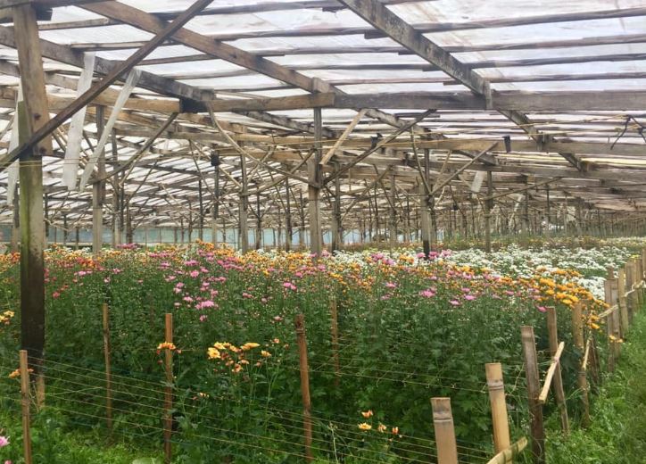 Flower Farm In Intavas, Impasugong 