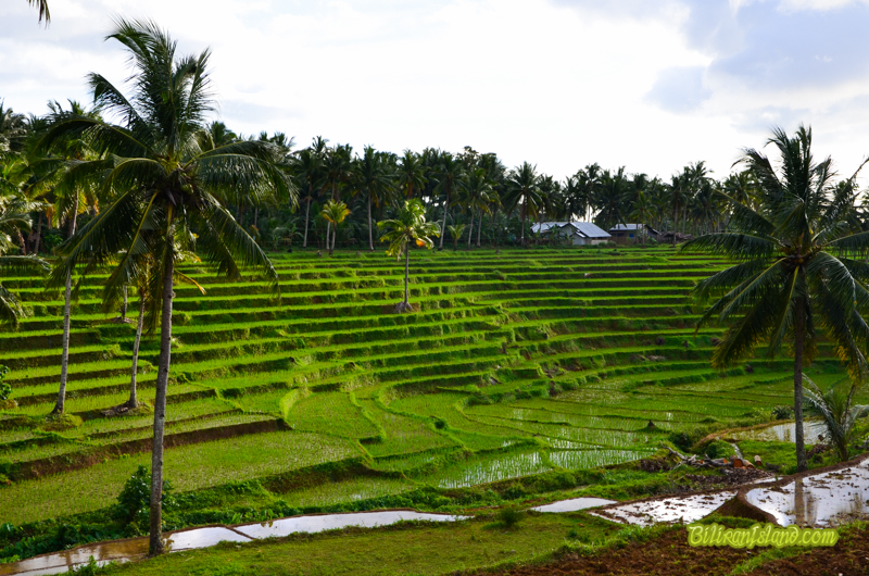 Iyusan Rice Terraces