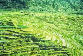 Naguey Rice Terraces