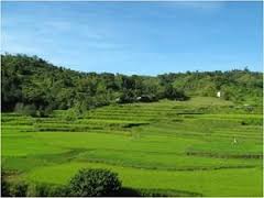 Amlangit,pekaw & Noso Rice Terraces