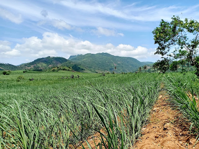 Sugar Cane Plantation In Pres Roxas, Capiz