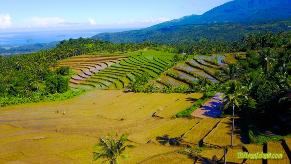 Samapo Rice Terreces