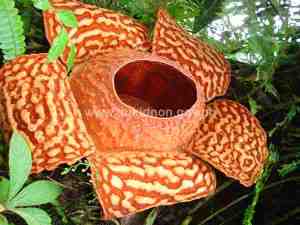 Site Of Rafflesia