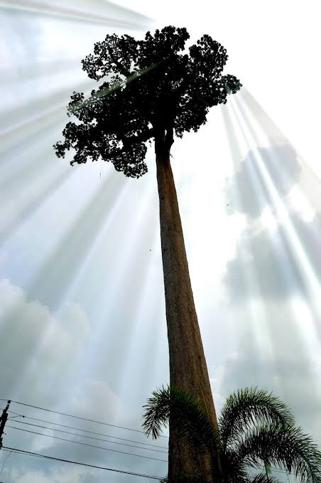 Giant Toog Tree